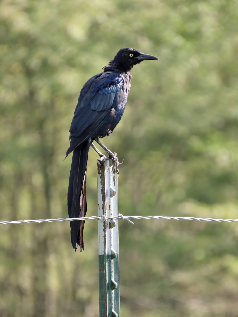 Great-tailed Grackle - ML260358941