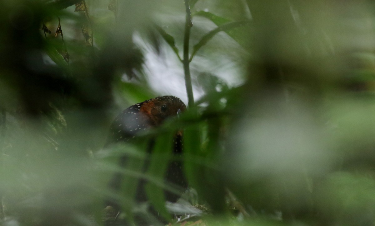 Ocellated Tapaculo - ML26036001