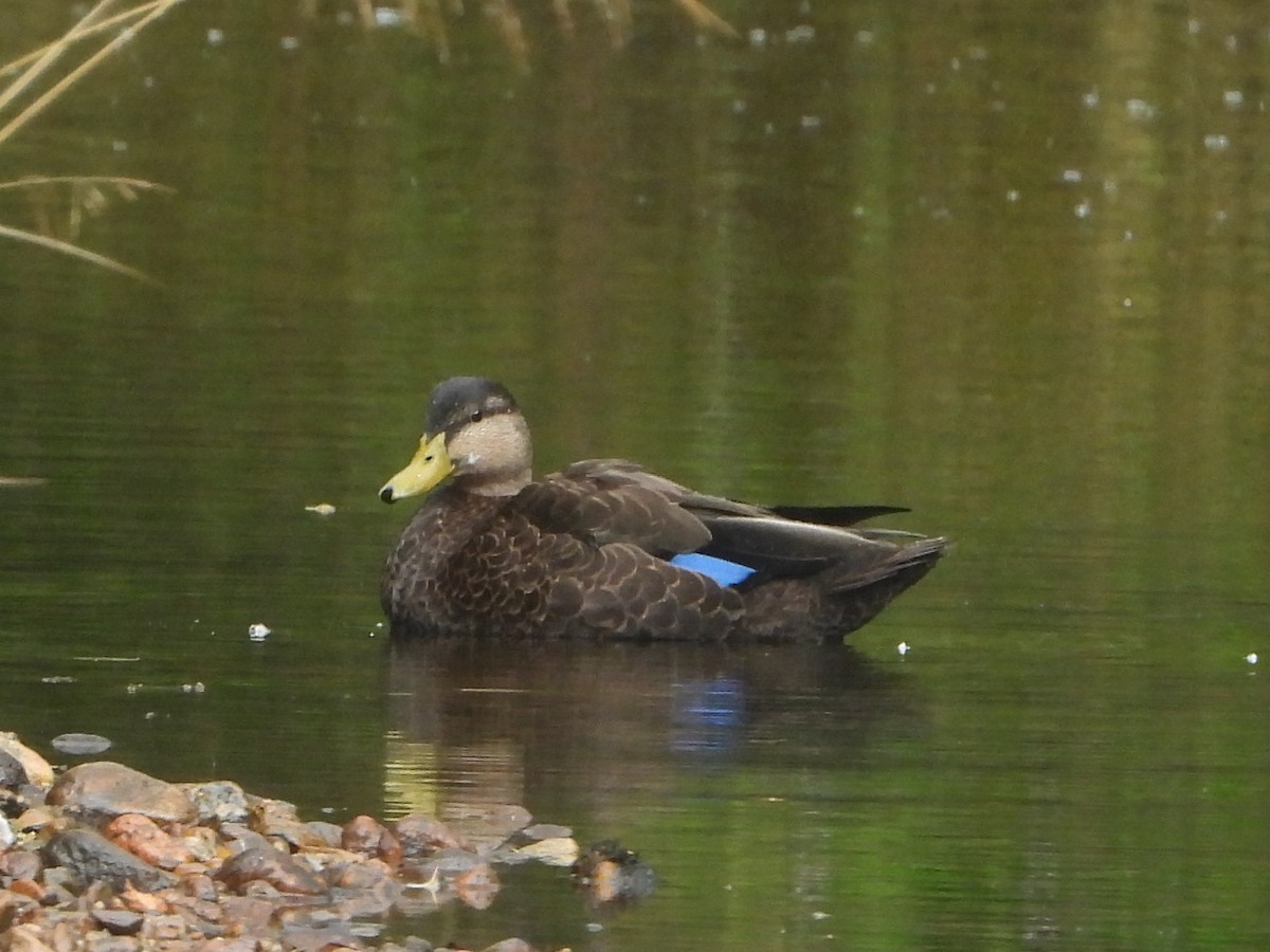 American Black Duck - Barry Reed