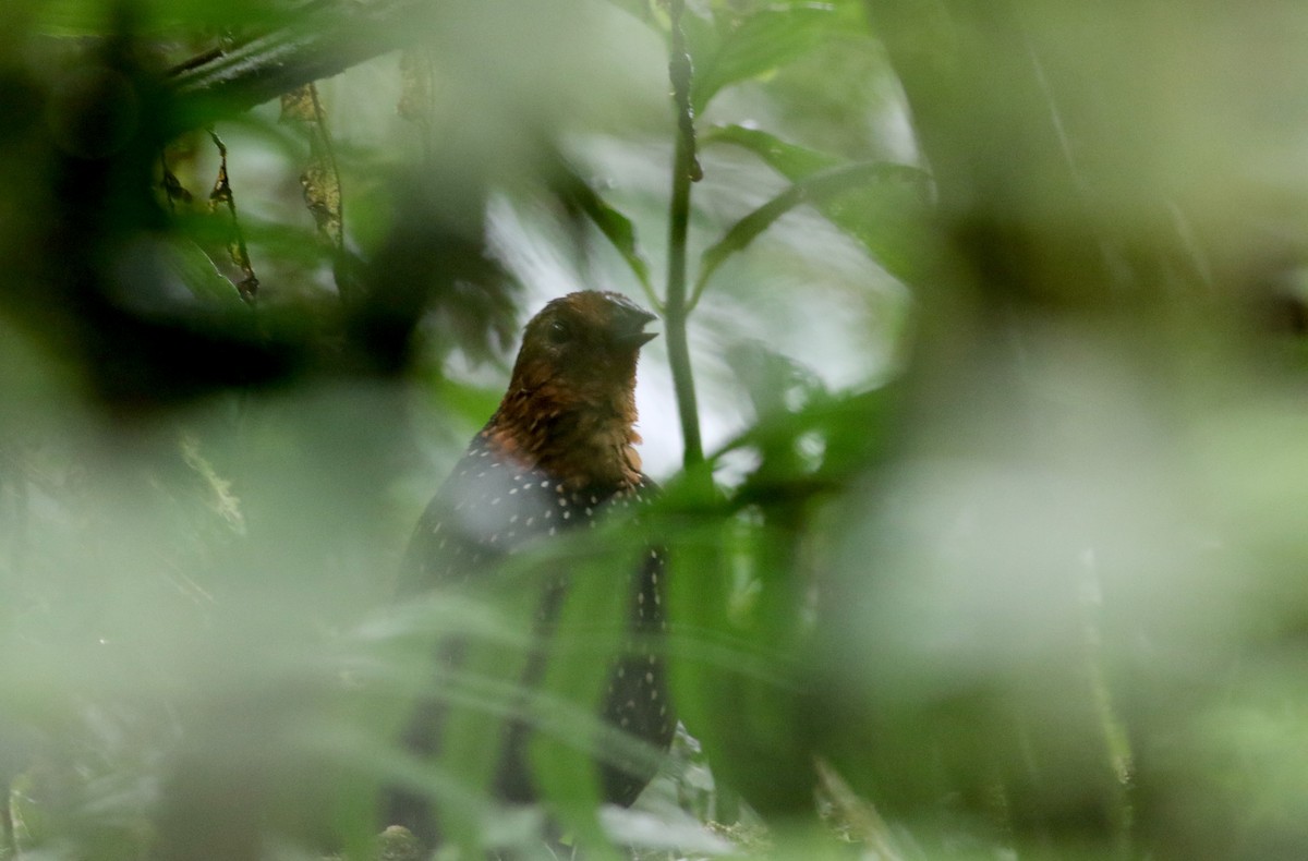 Ocellated Tapaculo - ML26036051
