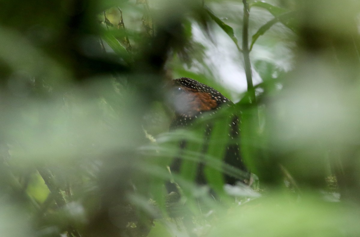 Ocellated Tapaculo - ML26036161