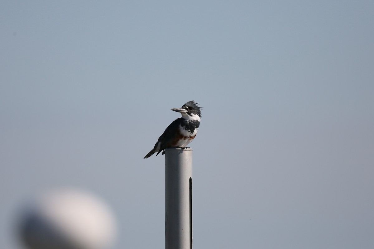 Belted Kingfisher - Ron Sempier