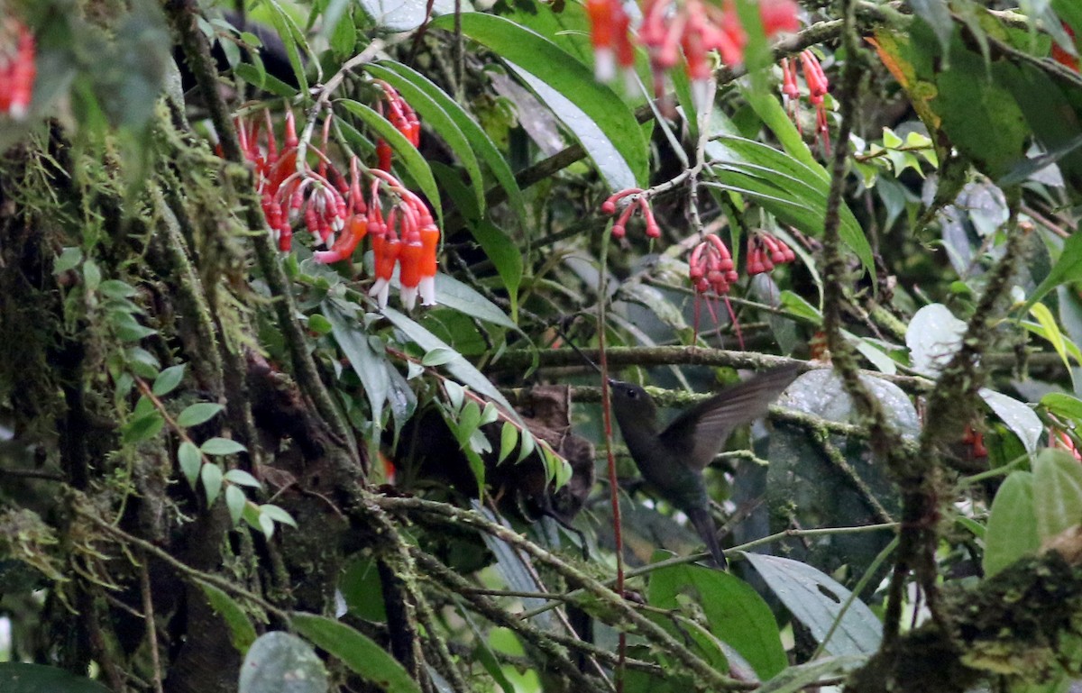 kolibřík zelenočelý - ML26036911