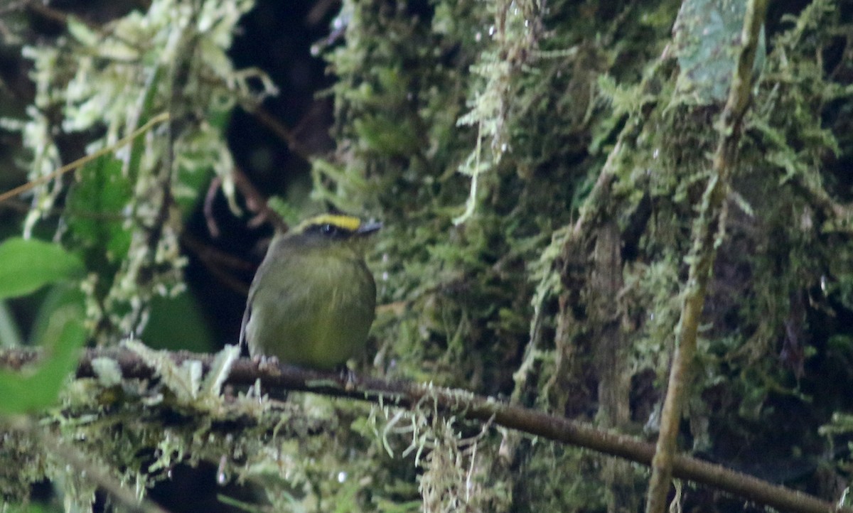 Yellow-bellied Chat-Tyrant - ML26036971