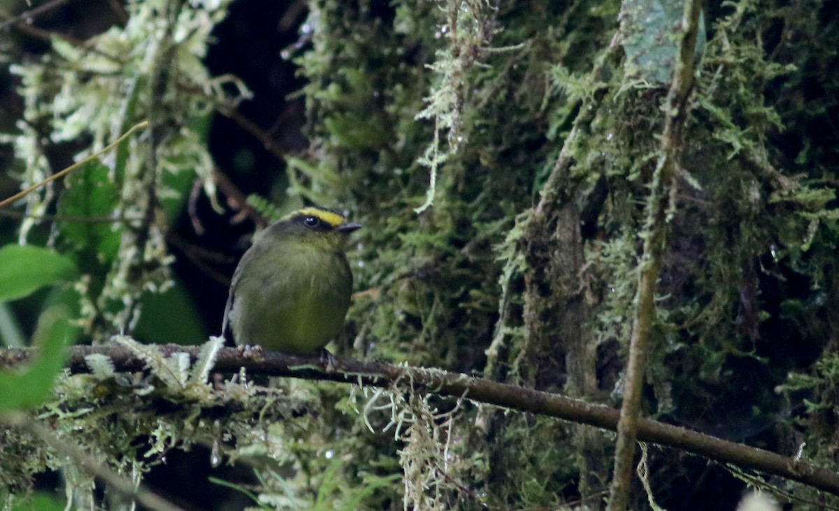 Yellow-bellied Chat-Tyrant - ML26036991