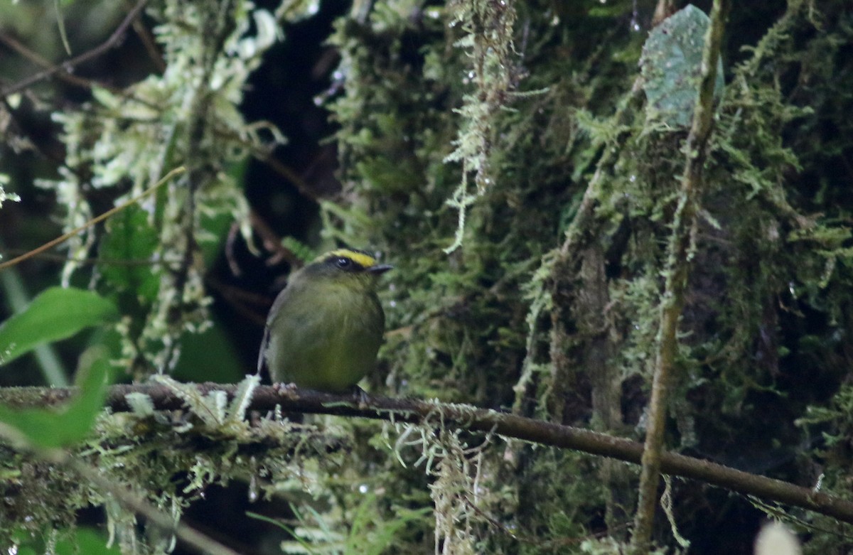 Yellow-bellied Chat-Tyrant - ML26037001