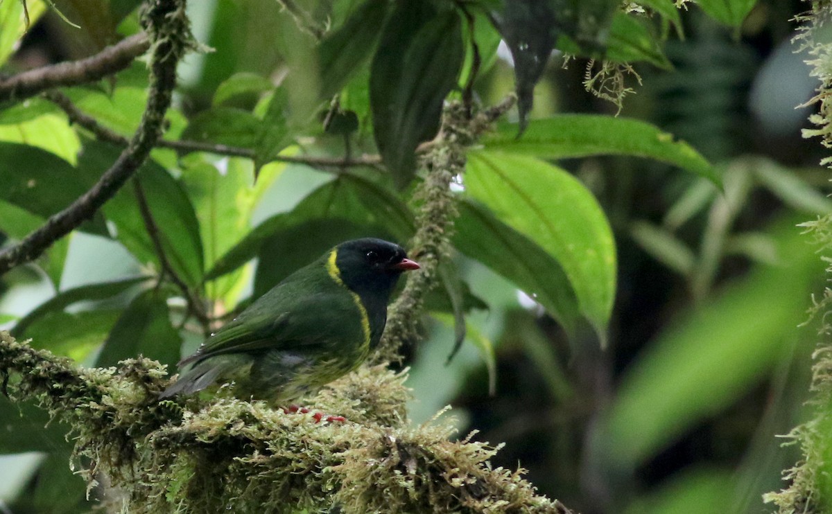Green-and-black Fruiteater (Green-and-black) - ML26037071