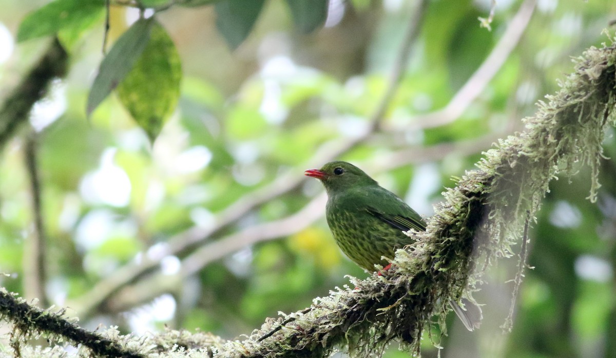 Green-and-black Fruiteater (Green-and-black) - ML26037101