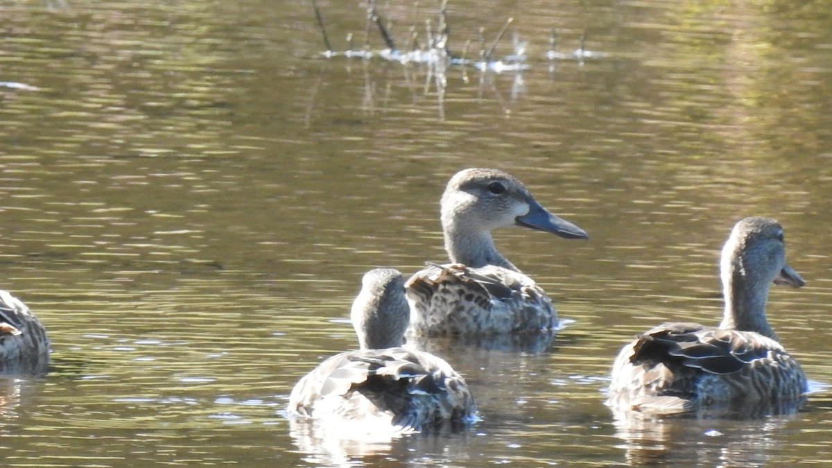 Blue-winged Teal - ML260371621