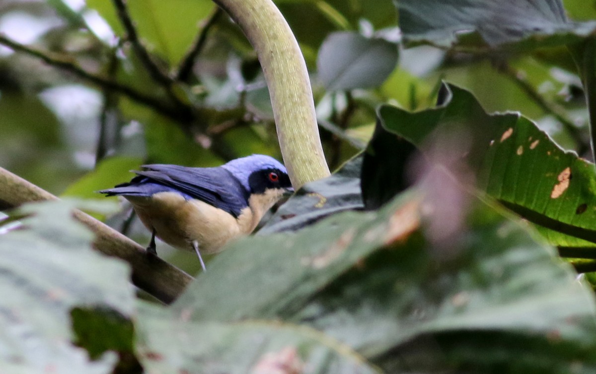 Fawn-breasted Tanager - ML26037811
