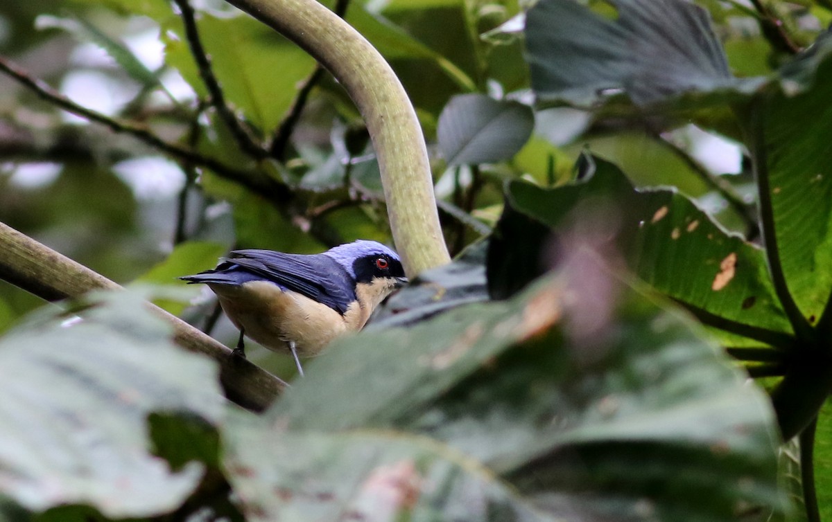 Fawn-breasted Tanager - ML26037831