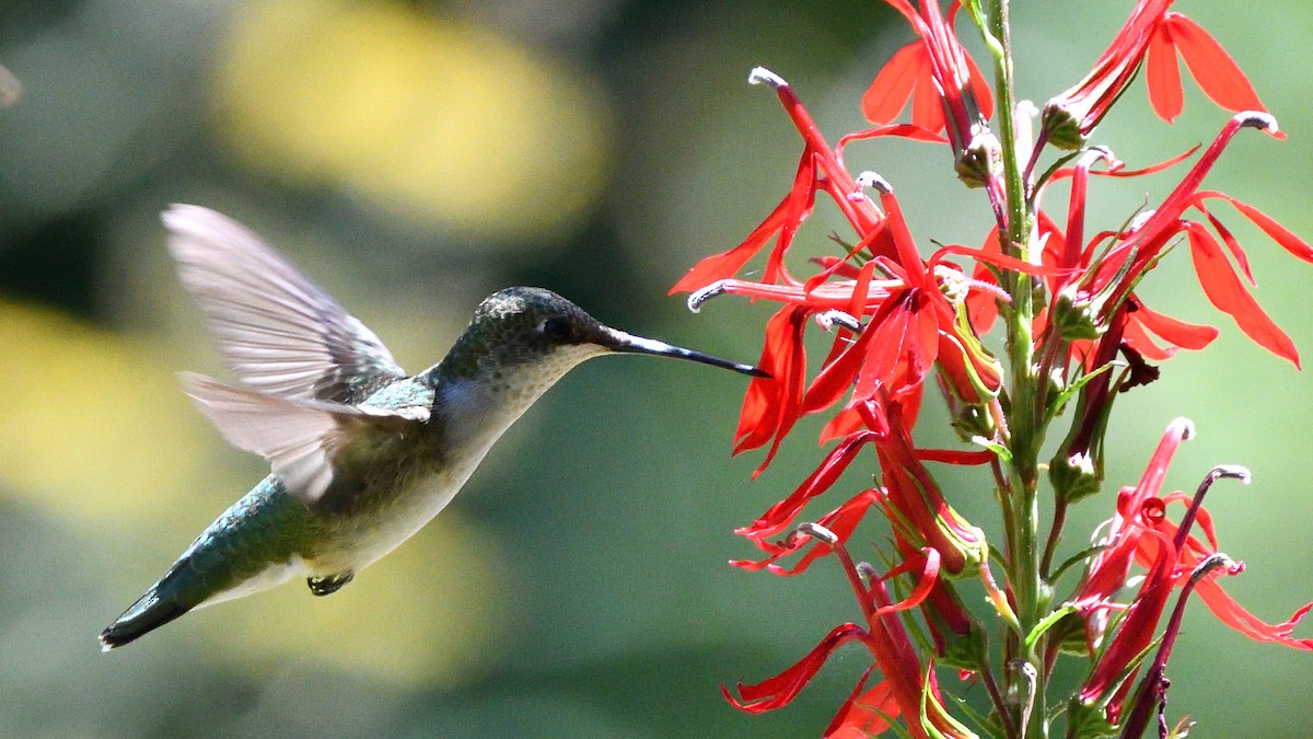 Ruby-throated Hummingbird - Adam Zahm