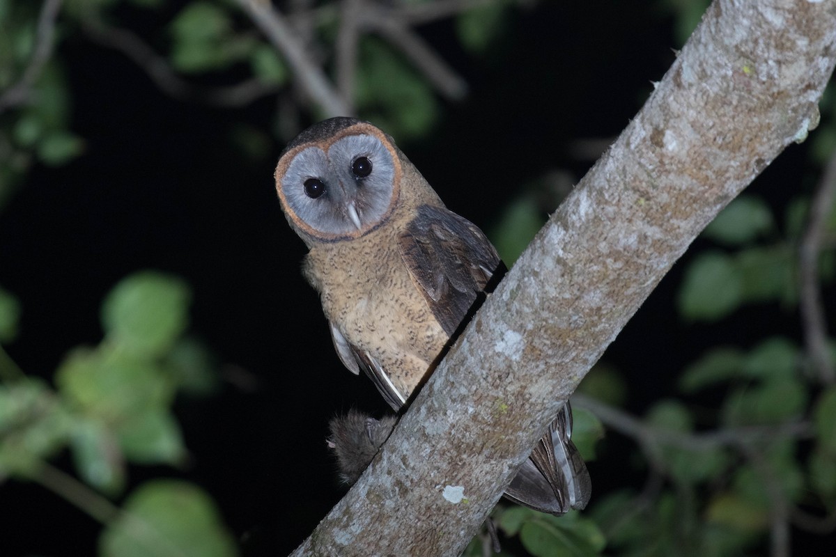 Ashy-faced Owl - ML26038281