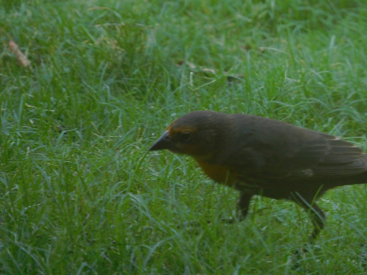 Yellow-headed Blackbird - ML260385181