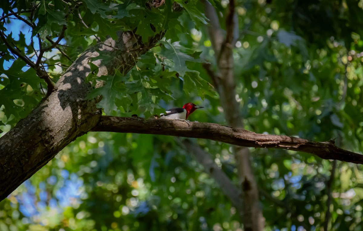 Red-headed Woodpecker - Pedro Miranda