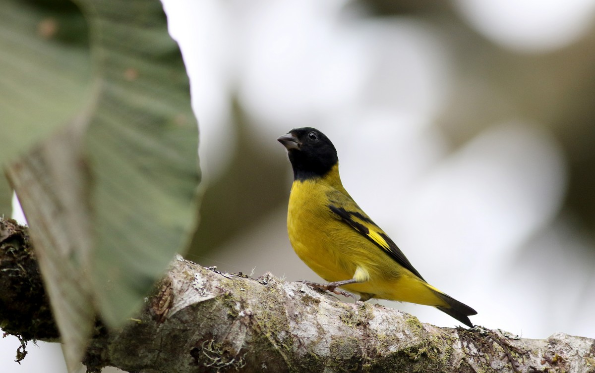 Olivaceous Siskin - ML26039191