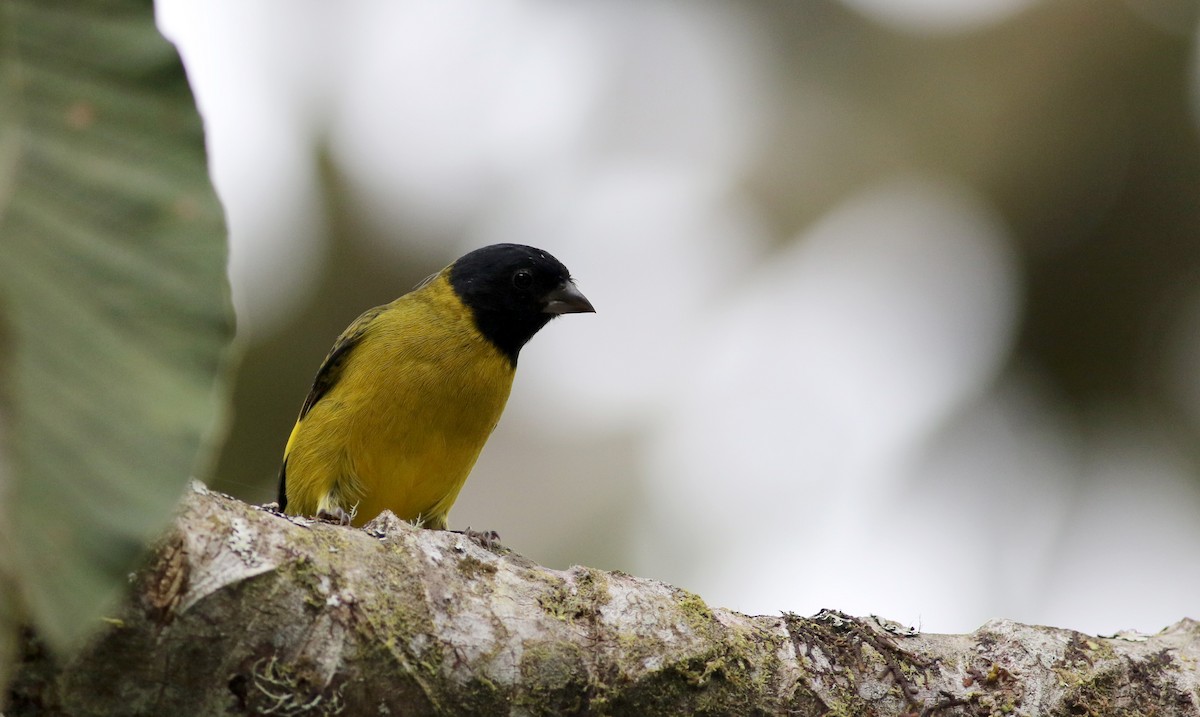 Olivaceous Siskin - ML26039221