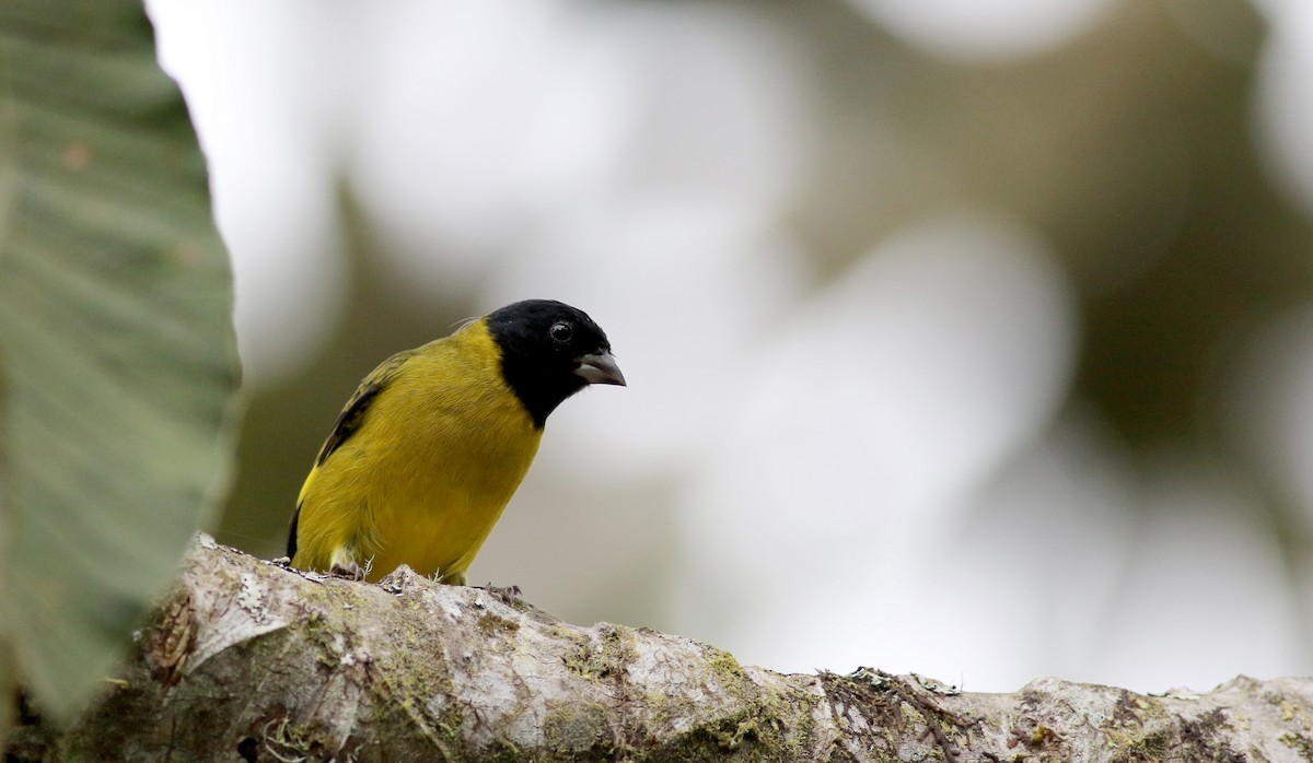 Olivaceous Siskin - ML26039271