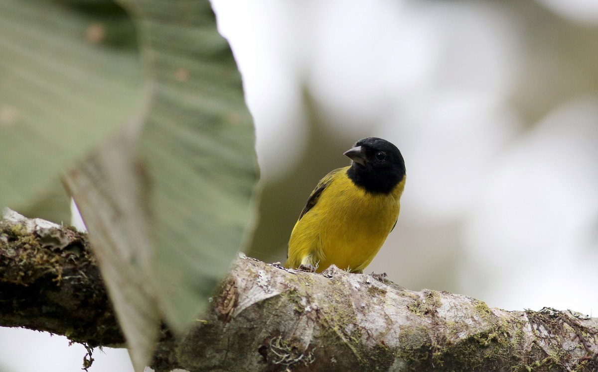 Olivaceous Siskin - ML26039361