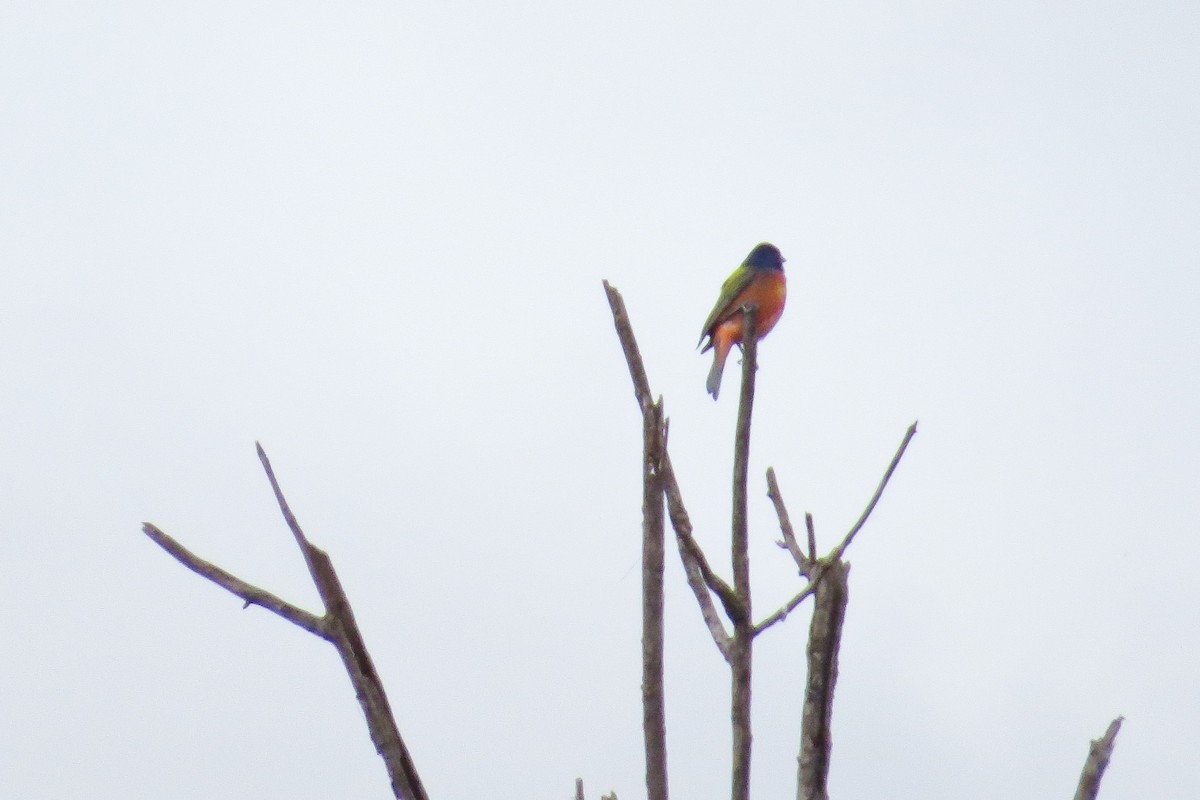 Painted Bunting - ML26039941