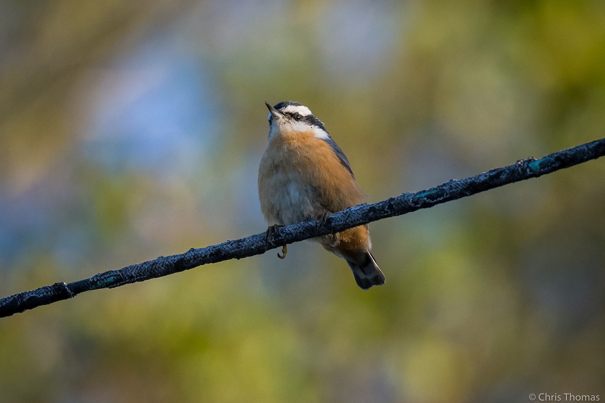 Red-breasted Nuthatch - Chris Thomas