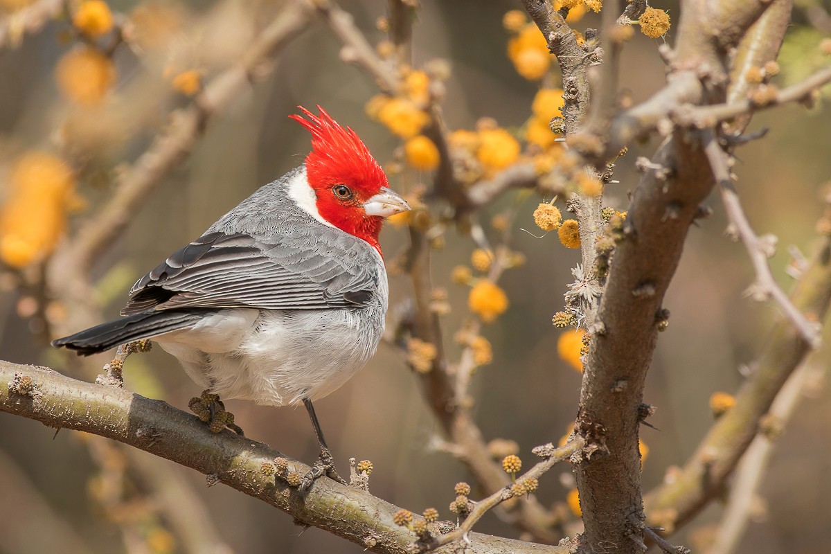 Red-crested Cardinal - Jorge Claudio Schlemmer