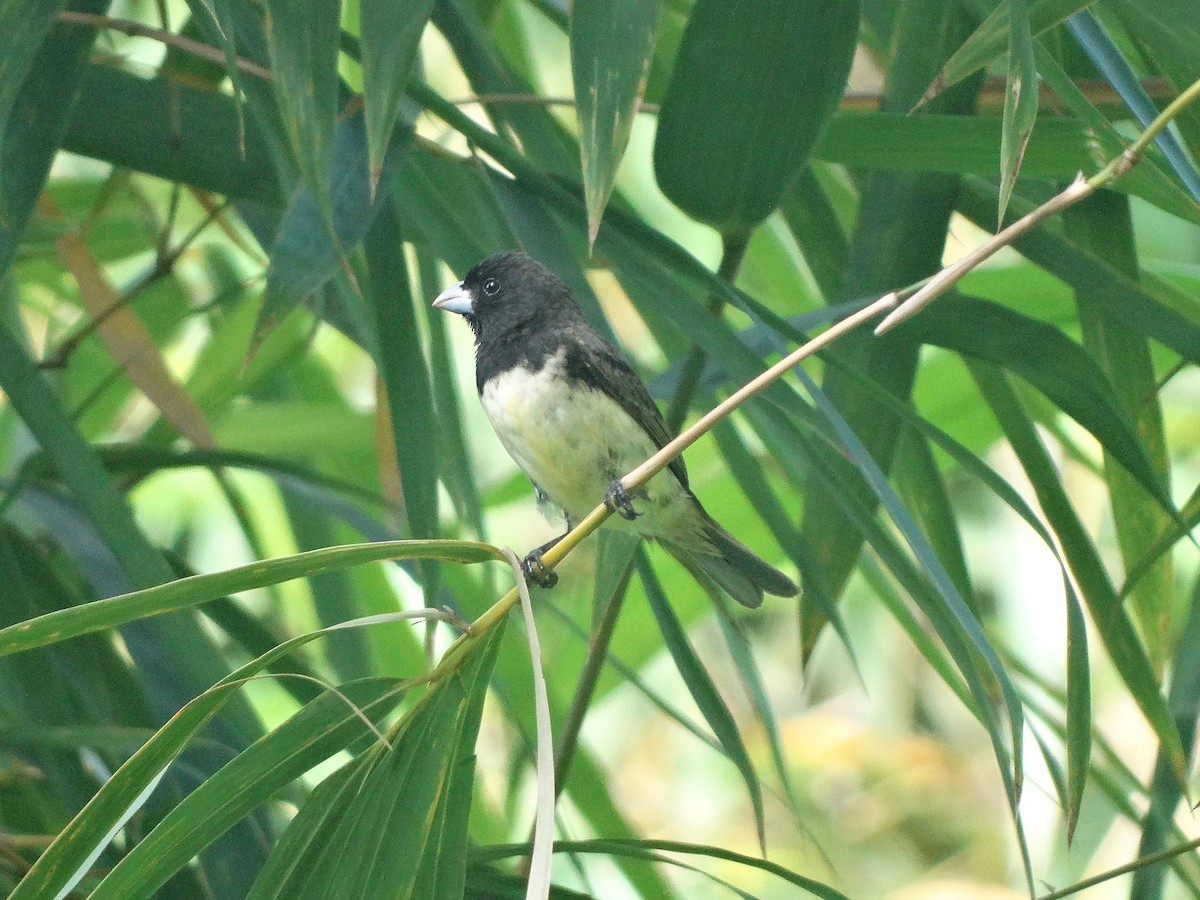 Yellow-bellied Seedeater - Kenrith Carter