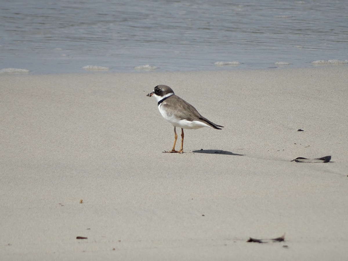 Semipalmated Plover - ML260415201