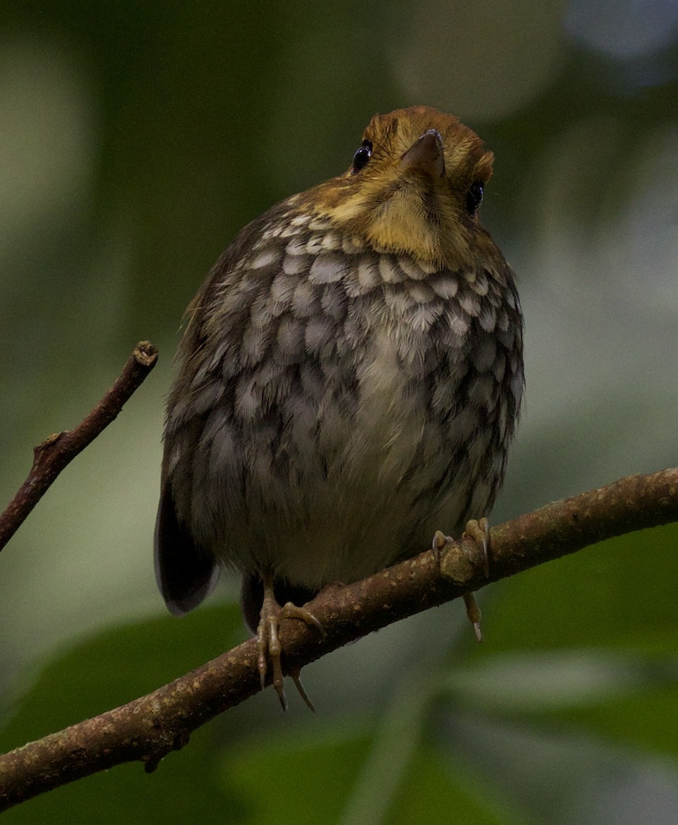Scallop-breasted Antpitta - ML260419231