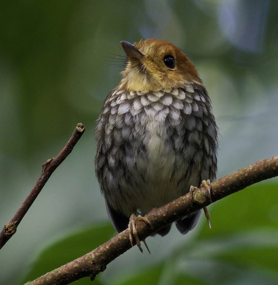 Scallop-breasted Antpitta - ML260419251