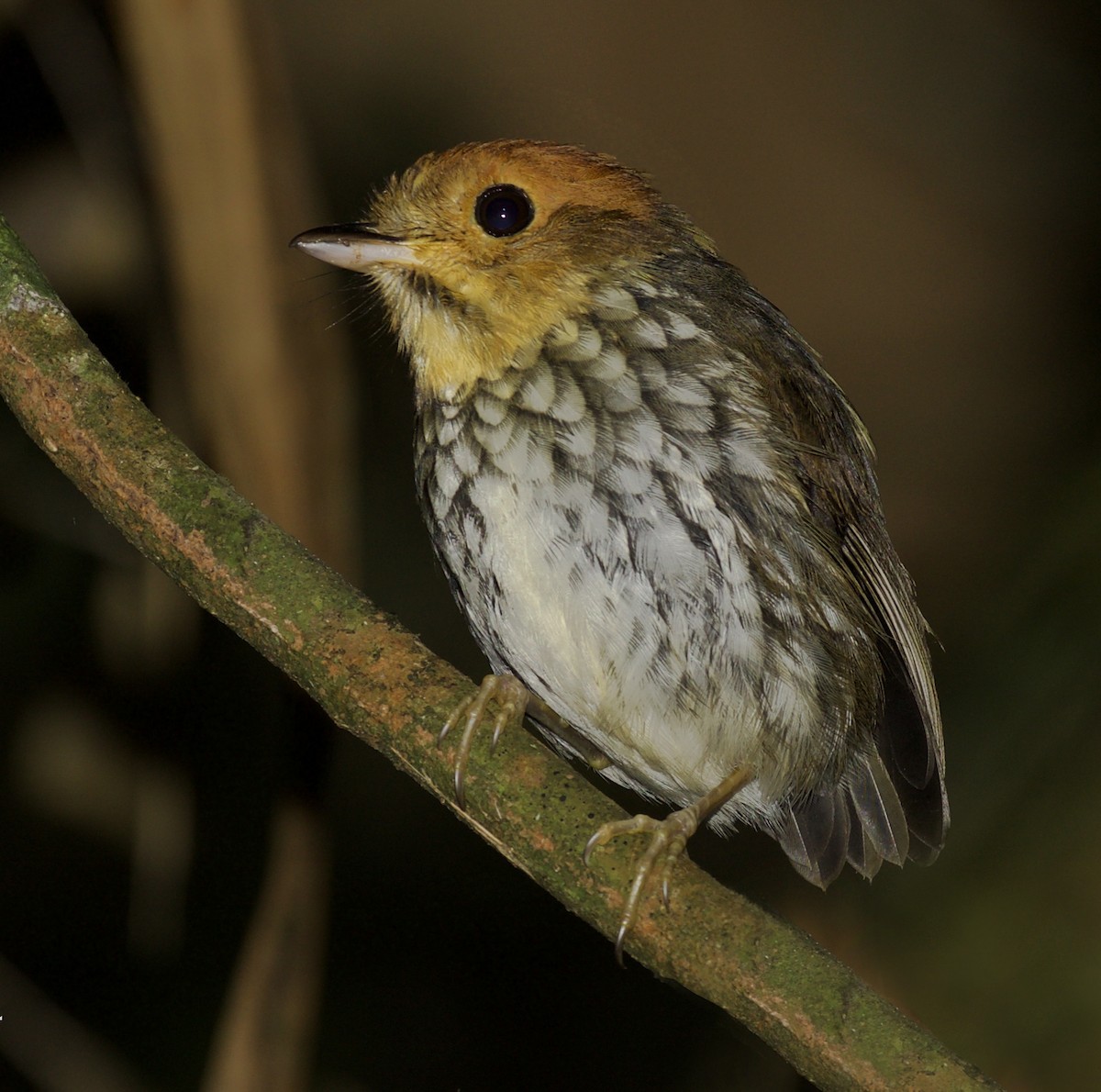 Scallop-breasted Antpitta - ML260419271