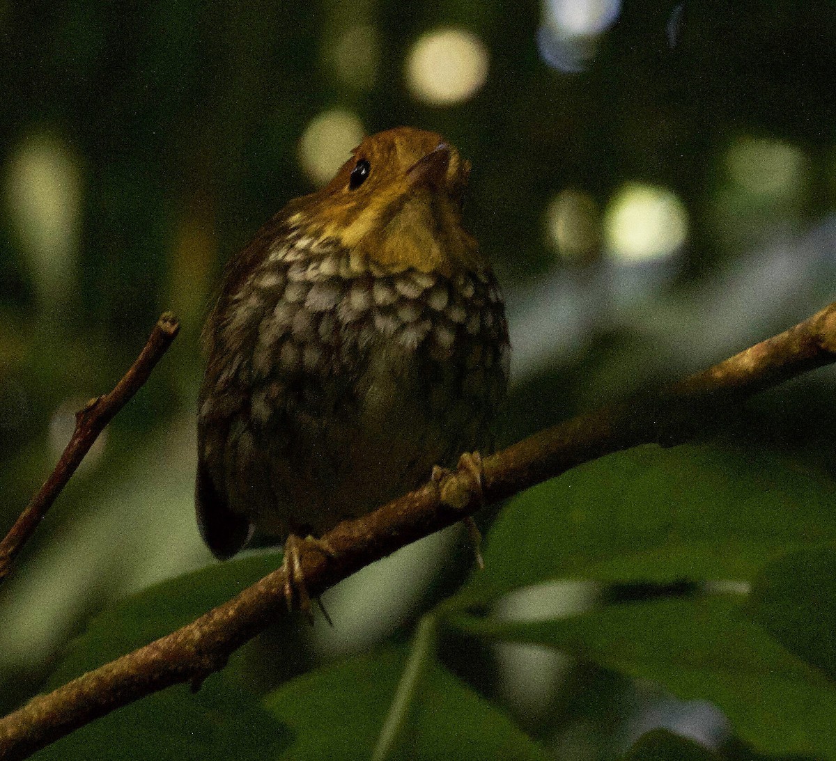 Scallop-breasted Antpitta - ML260419361