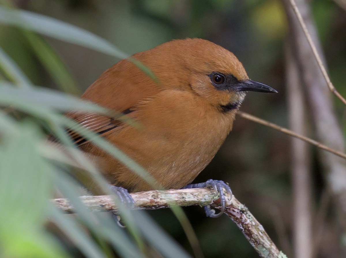 Black-throated Spinetail - ML260419841