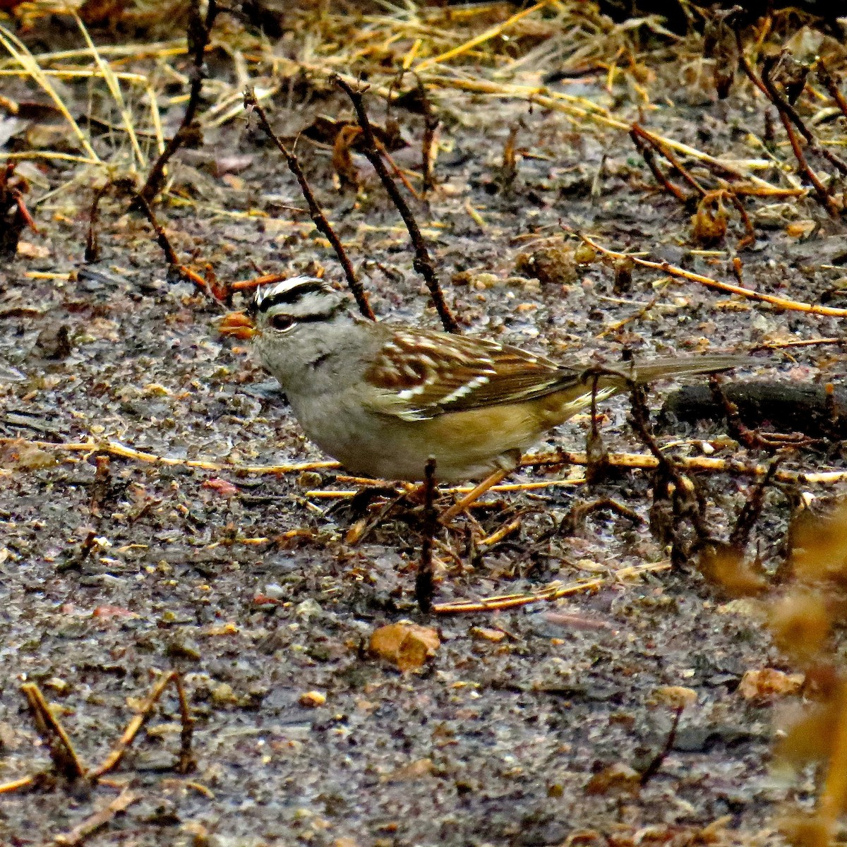 White-crowned Sparrow - ML26042161