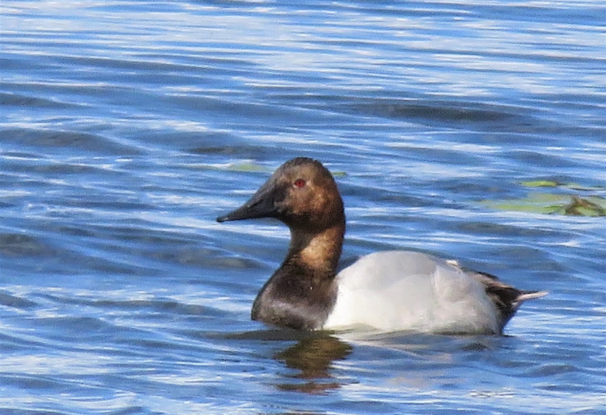Canvasback - Janet McCullough