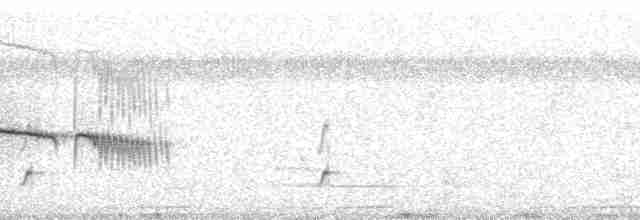Тиранчик-тонкодзьоб південний - ML260428