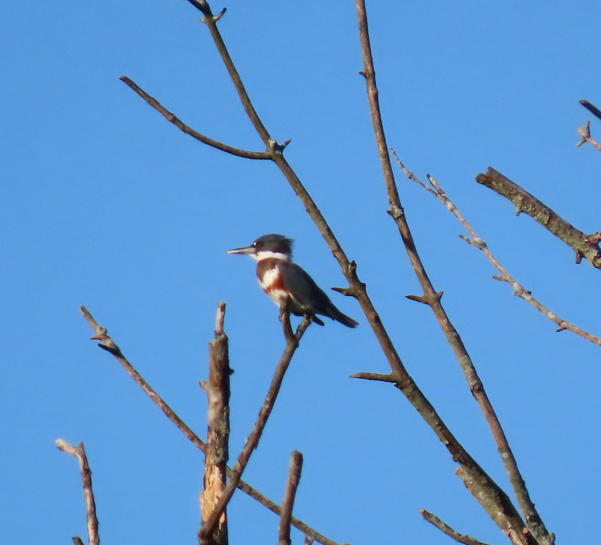 Belted Kingfisher - ML260430311