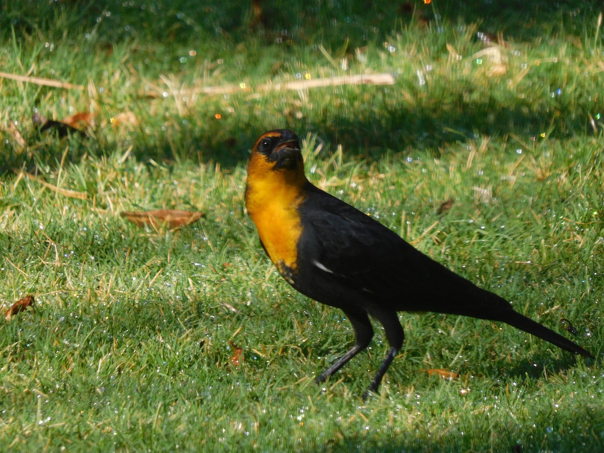 Yellow-headed Blackbird - Kevin Bergersen