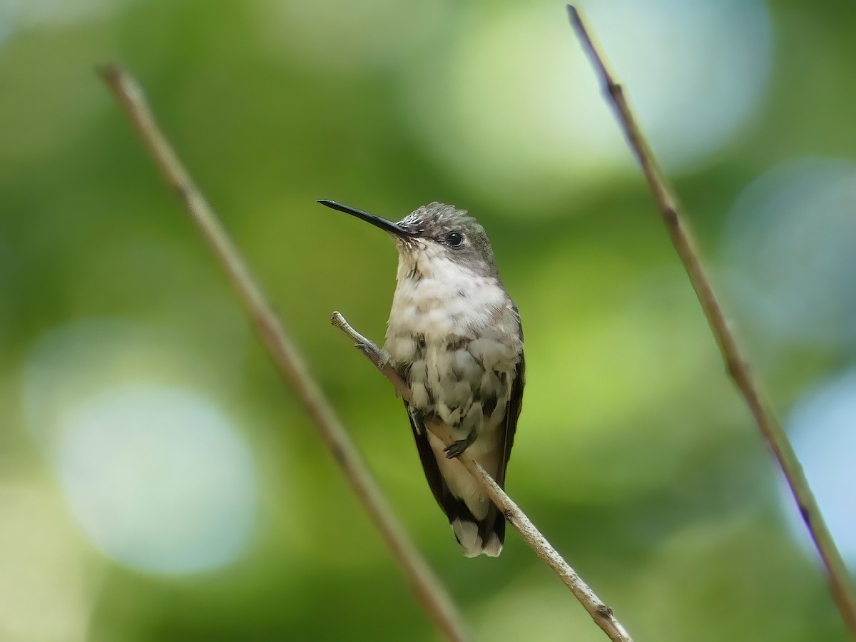 Ruby-throated Hummingbird - Shelley Rutkin