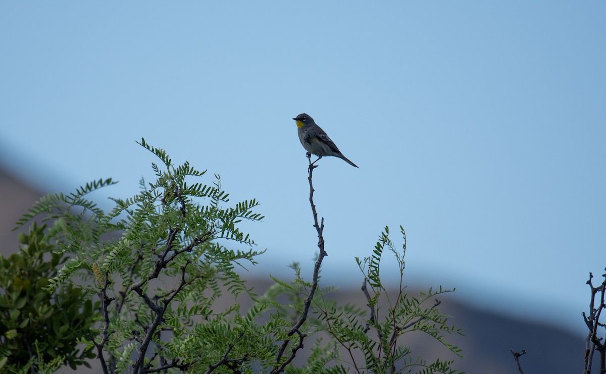 Yellow-rumped Warbler (Audubon's) - Pedro Miranda