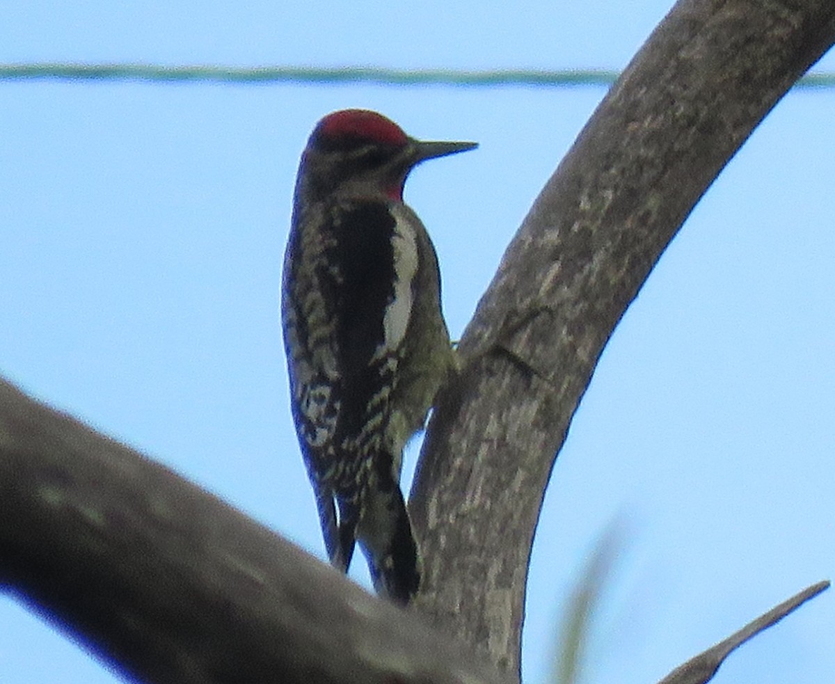 Red-naped Sapsucker - Donna Kelly