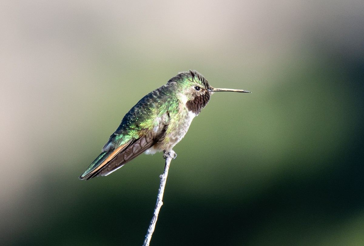 Broad-tailed Hummingbird - Pedro Miranda