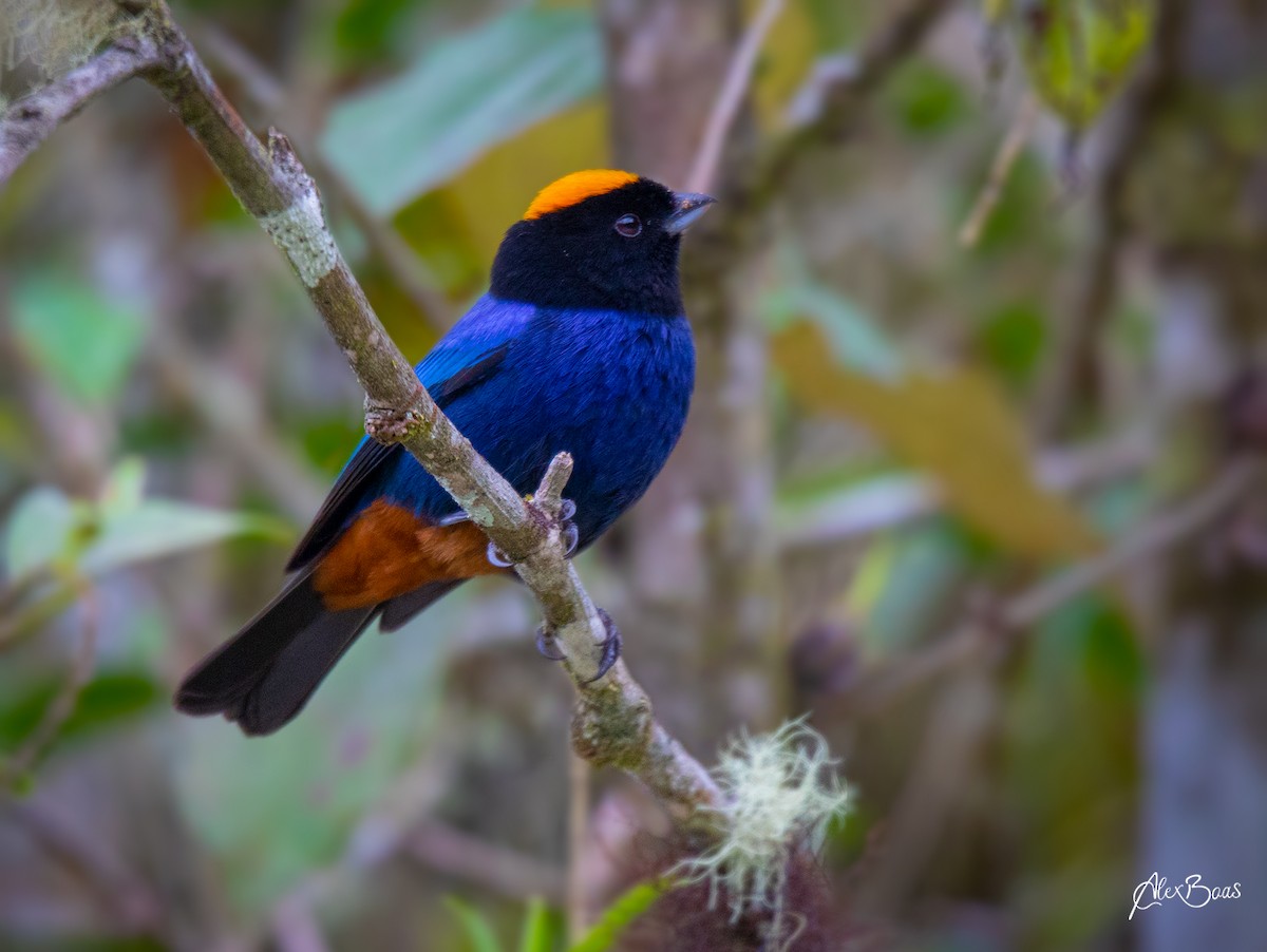Golden-crowned Tanager - Alex Boas