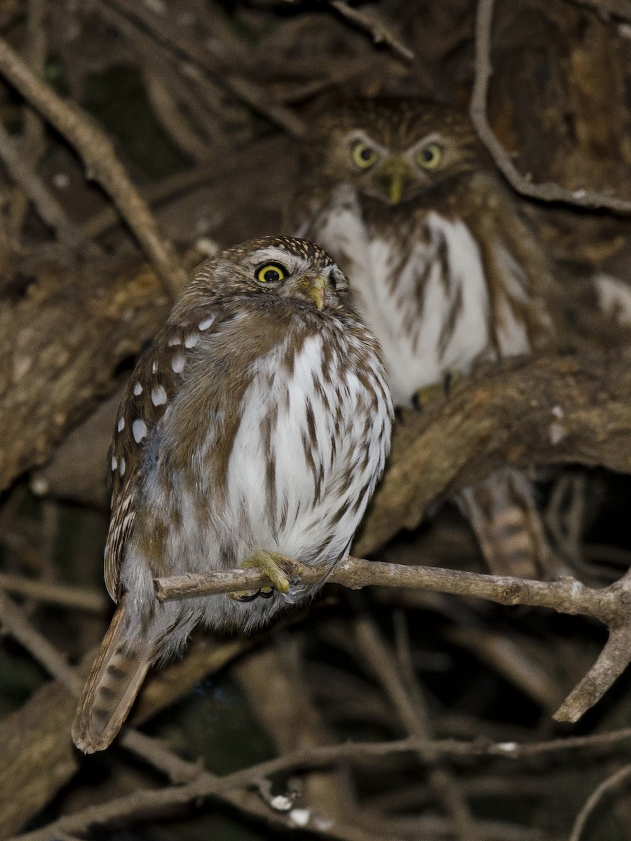 Ferruginous Pygmy-Owl - Ignacio Zapata