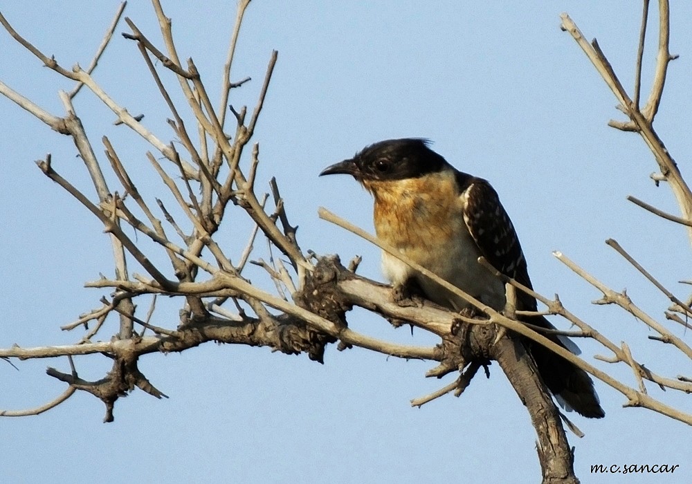 Great Spotted Cuckoo - ML260458491