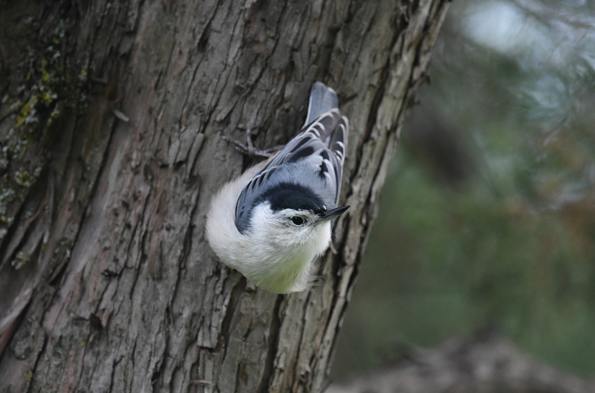 White-breasted Nuthatch - ML260458641