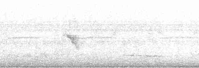 Светлобрюхий колибри-отшельник - ML260459