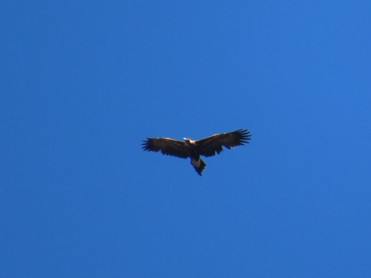 Wedge-tailed Eagle - Marian W