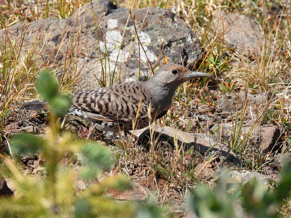 Northern Flicker (Red-shafted) - ML260469291