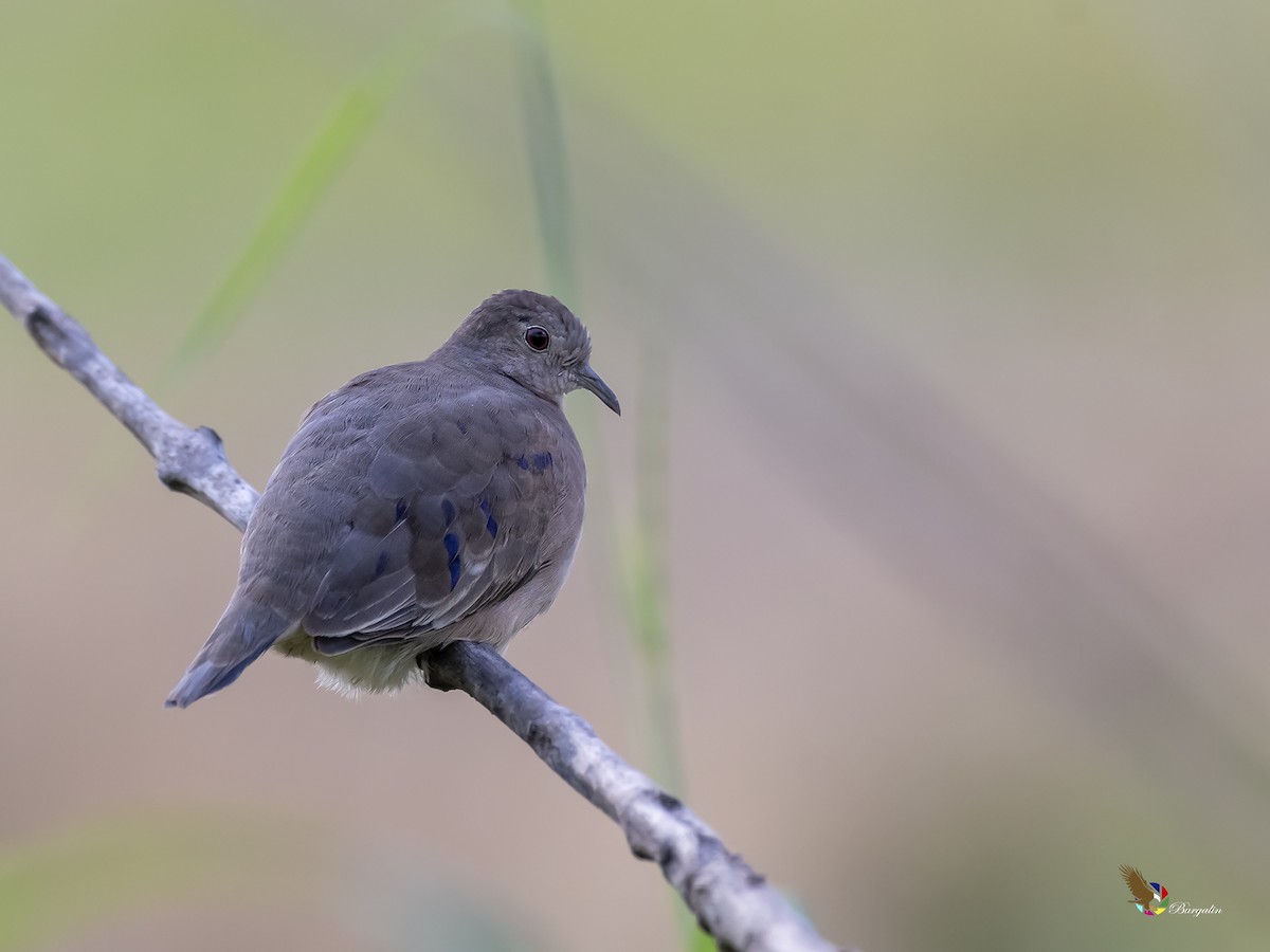 Plain-breasted Ground Dove - fernando Burgalin Sequeria